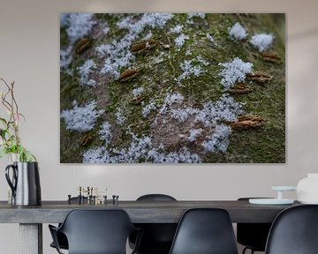 Sneeuwvlokken op boomstam van Iris Holzer Richardson