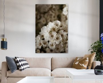 White flowers in oil paint by Quay Art