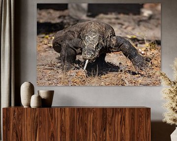 Komodo dragon on approach All-consuming Indonesian dragon