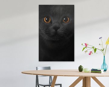 Portrait Katze Britisch Kurzhaar von Yvonne van de Kop