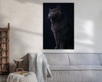 Fine art portrait British shorthair cat by Yvonne van de Kop