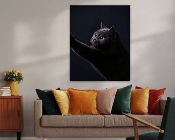 Fine art portrait British shorthair cat by Yvonne van de Kop