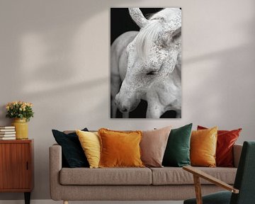 Fine Art Portrait cheval blanc sur Yvonne van de Kop