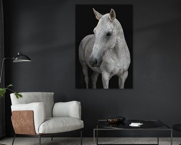 Fine Art Portrait white horse by Yvonne van de Kop
