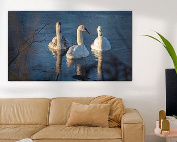 swans in the sun 3 by anne droogsma