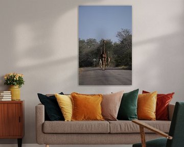 Giraffe in Kruger Park, South Africa