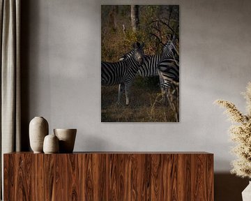 Zebra in Kruger Park, South Africa