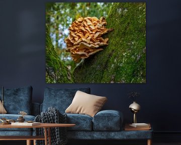 Close-up van een boomschimmel op een eikenstam van ManfredFotos