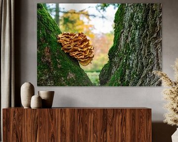 Close-up of a tree fungus on an oak trunk by ManfredFotos