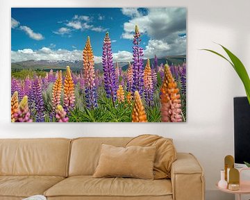 Des lupins dans un paysage de rêve