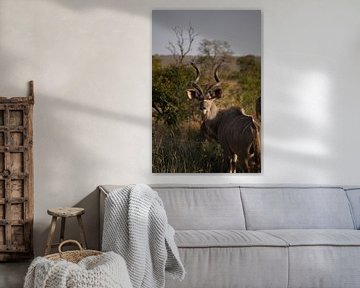 Impala in het Kruger Park, Zuid-Afrika van Joost Jongeneel