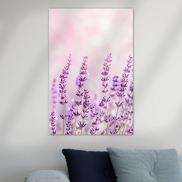 Pourpre scintillant soleil