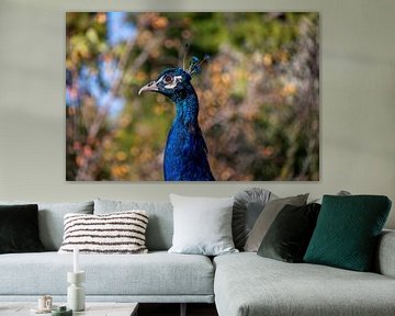 Blue Peacock en profil by Stanley van Heusden