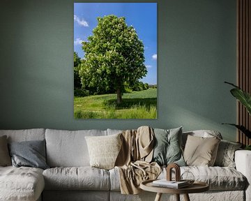 Bloeiende paardenkastanje, Duitsland van Adelheid Smitt