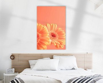 Peach-coloured gerbera's art print - Nature and travel photography by Christa Stroo photography