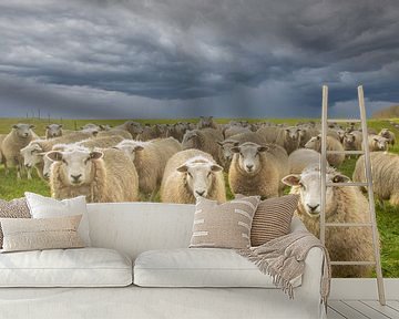 schapen op de dijk, schaap, sheep, schaap van M. B. fotografie