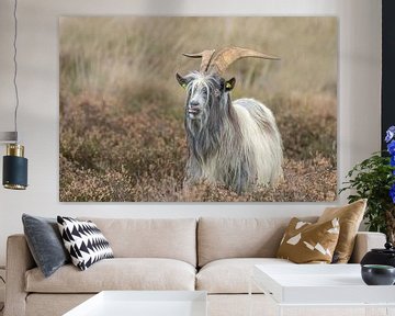 the dutch land goat , endangered dutch breed, goats by M. B. fotografie