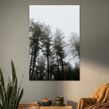 Baumkronen im Nebel | Belgien| Ardennen | Fernweh