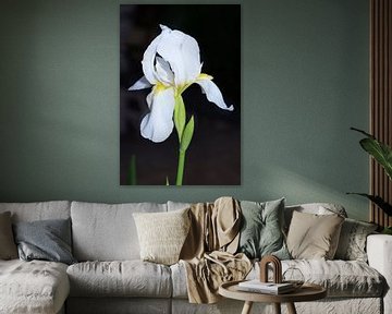 Witte iris: schoonheid en elegantie in één foto van Wilhelm Menze