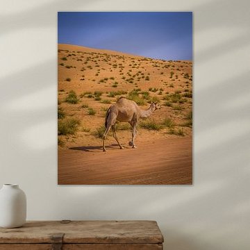 Einsames Kamel in der Wüste