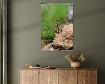 Neugieriger Gecko