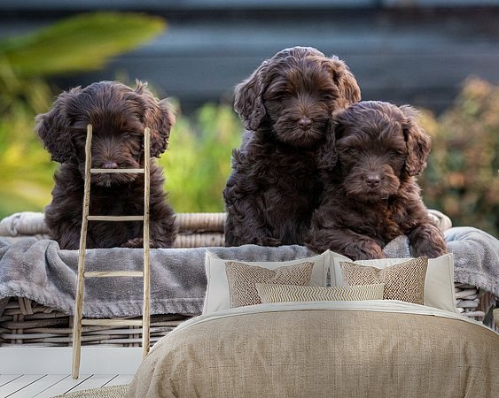 Aperçu de la chambre