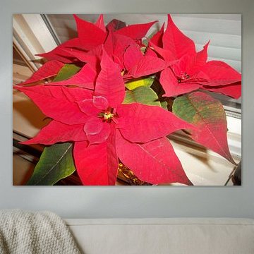 Poinsettia Christmas rose Red flower plant