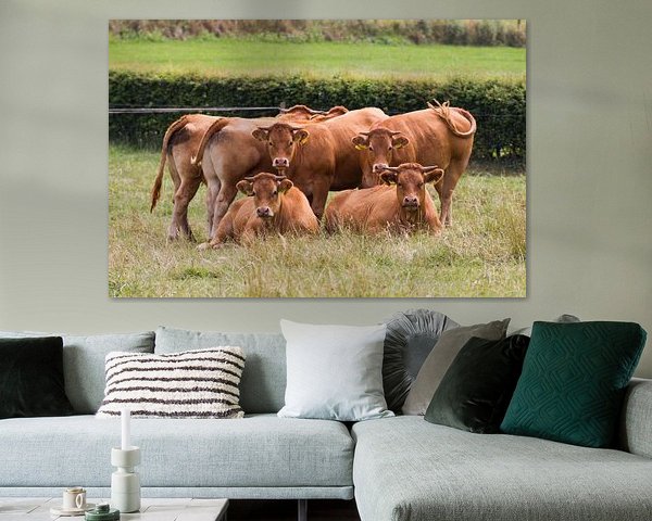 Starende  Limousin koeien