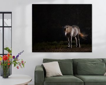 Weißes Pferd im dunklen Hintergrund von Hille Bouma