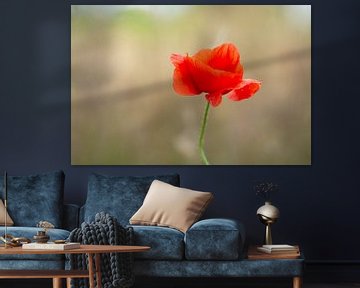 Mohn in der Frühlingssonne von Maaike Lueb