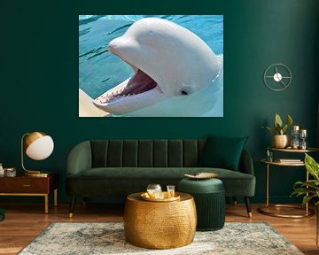 Witte dolfijn in Canada van Karel Frielink
