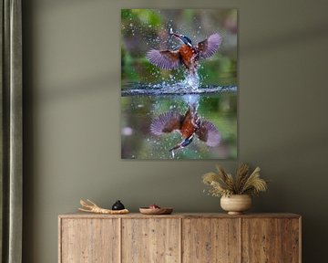 IJsvogel volop in aktie met spiegeling in het water. van A.H. Stubij