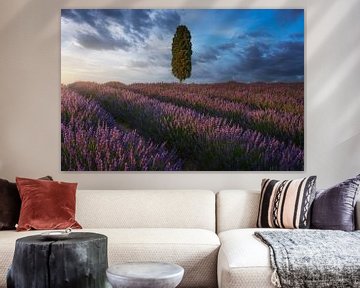 Lavendelfelder und Zypressen bei Sonnenuntergang. Toskana
