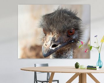 Emu, outback, Australia by Alfred Kempe