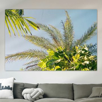 Palm trees on Curaçao