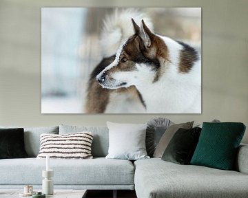 Portret poster hond met sneeuw op zijn hoofd van Het Boshuis