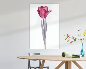 Tulipe de velours sur De Muurdecoratie