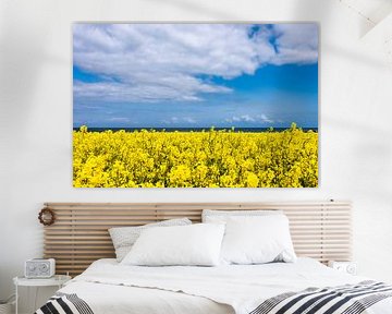 Rapeseed field by the sea by Anne Böhle