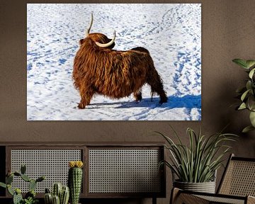 Hoogland koe in een besneeuwd winterlandschap van Animaflora PicsStock