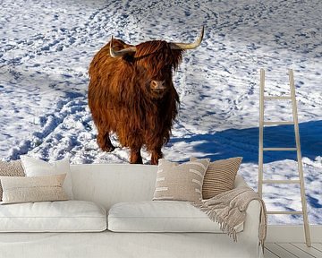 Hoogland koe in de sneeuw in het veld