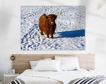 Hoogland koe in de sneeuw in het veld van Animaflora PicsStock