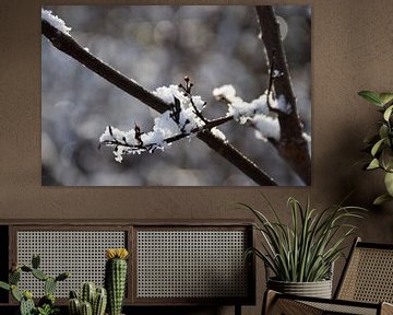 Sunlight on snowy branches by Ingrid de Vos - Boom