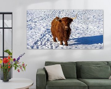 Schotse hooglanders in een winters landschap van Animaflora PicsStock