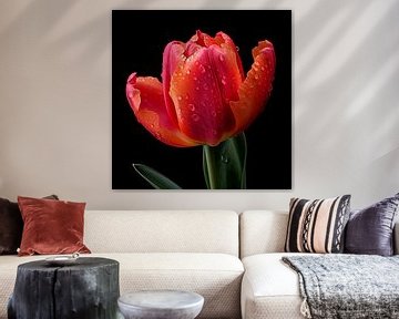 Tulipe en gros plan sur TheXclusive Art