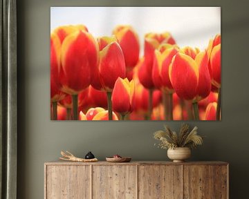 Tulpen uit Amsterdam. Tulips from Amsterdam van Marcel van Rijn