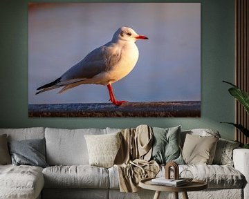 LAC DE BODEN : FRIEDRICHSHAFEN - LA MOUETTE sur Michael Nägele