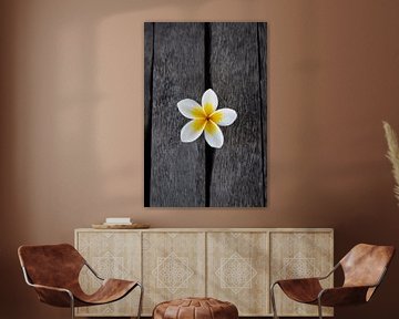 Die Frangipani Blüte oder Pumeria Blüte, auf einem Holzboden von Fotos by Jan Wehnert