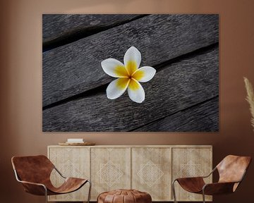 De frangipanibloem of pumeria bloem, op een houten vloer van Fotos by Jan Wehnert