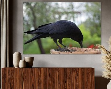 A crow at the feeder by Claude Laprise