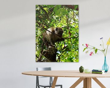 Un moment de tranquillité dans la jungle thaïlandaise : un macaque-lion se régalant de nourriture dans des tons chauds et des verts luxuriants. sur Sharon Steen Redeker